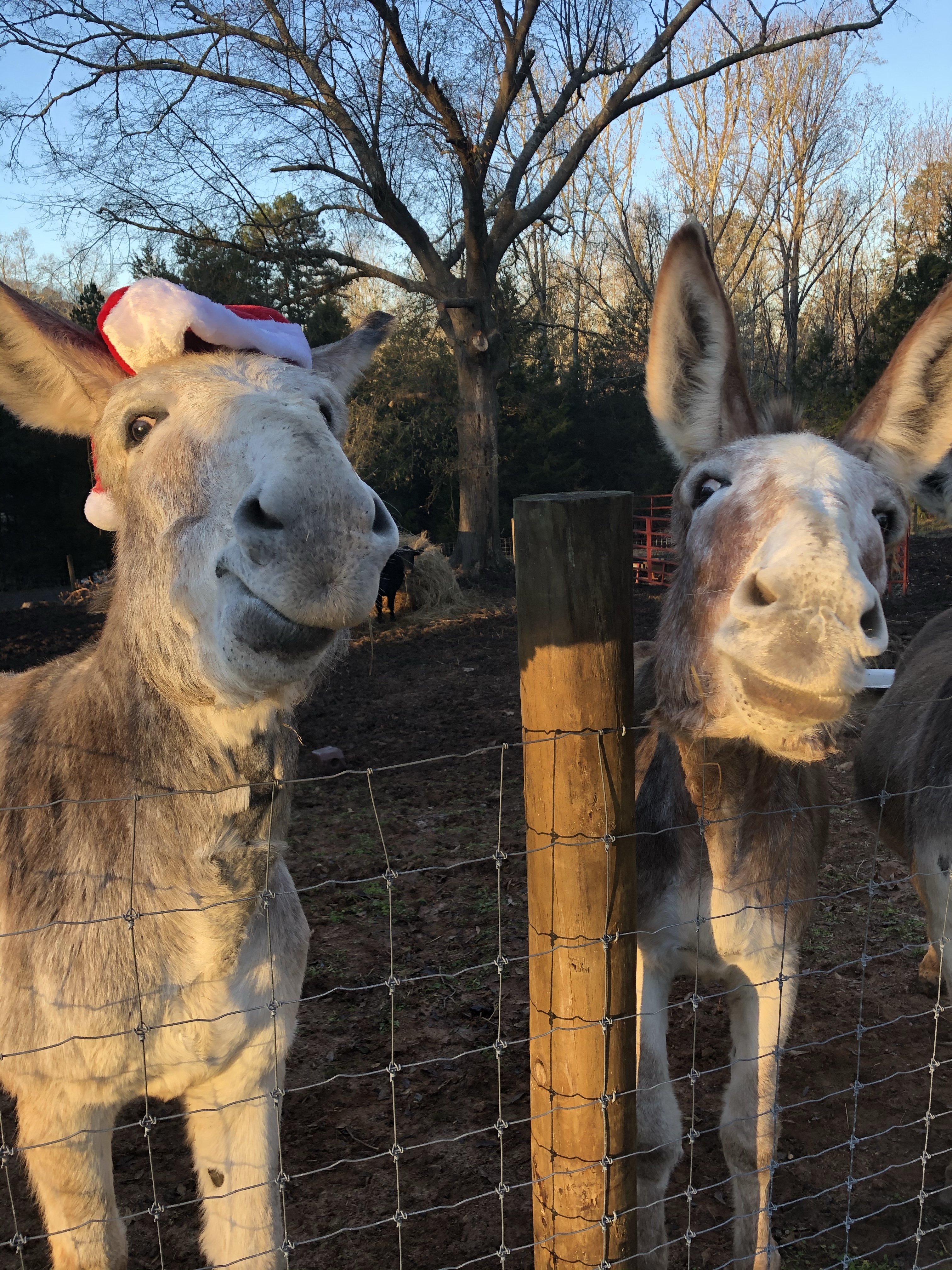 Gene and Roy - Merry Christmas