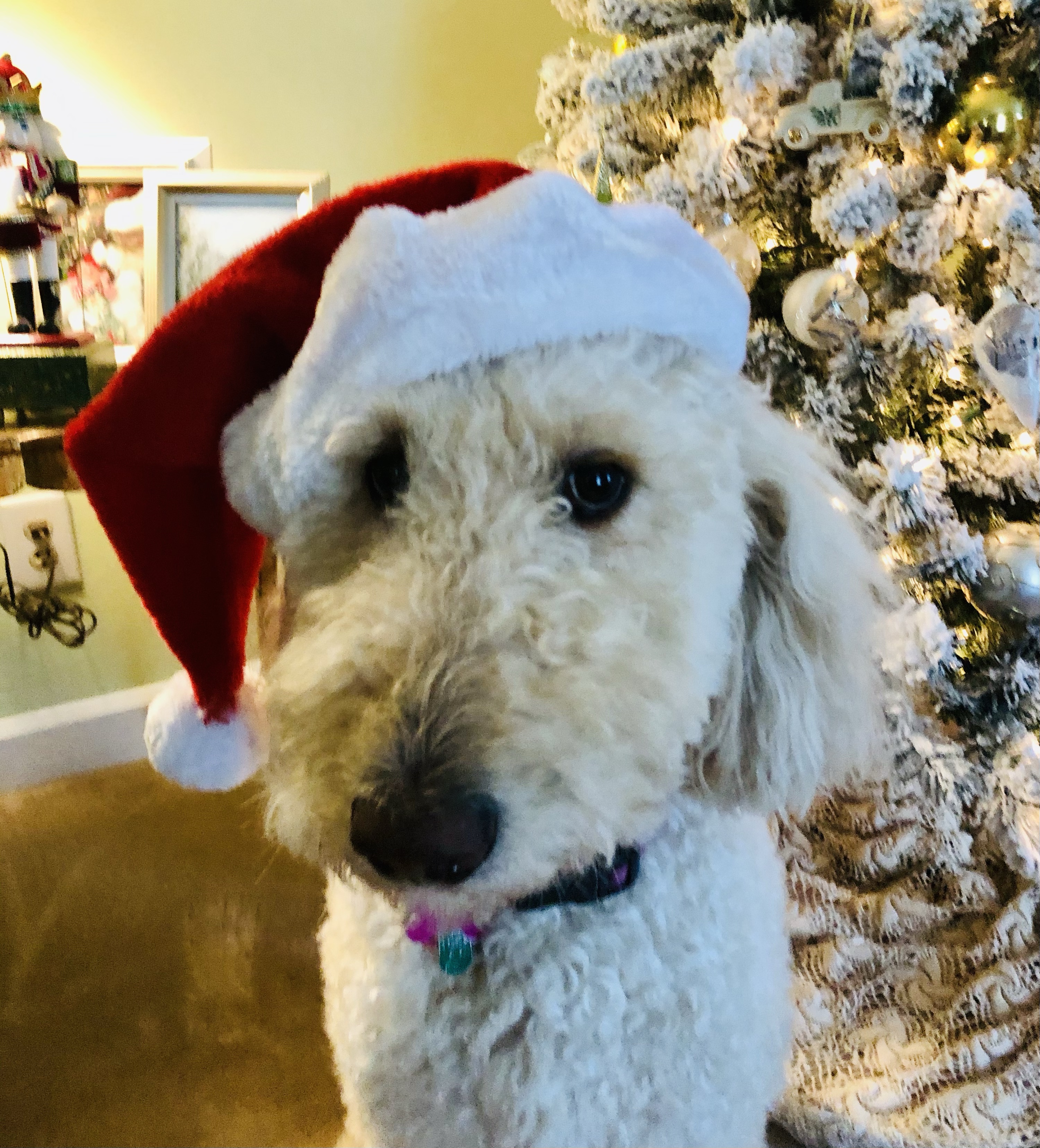Santa Hat Charley