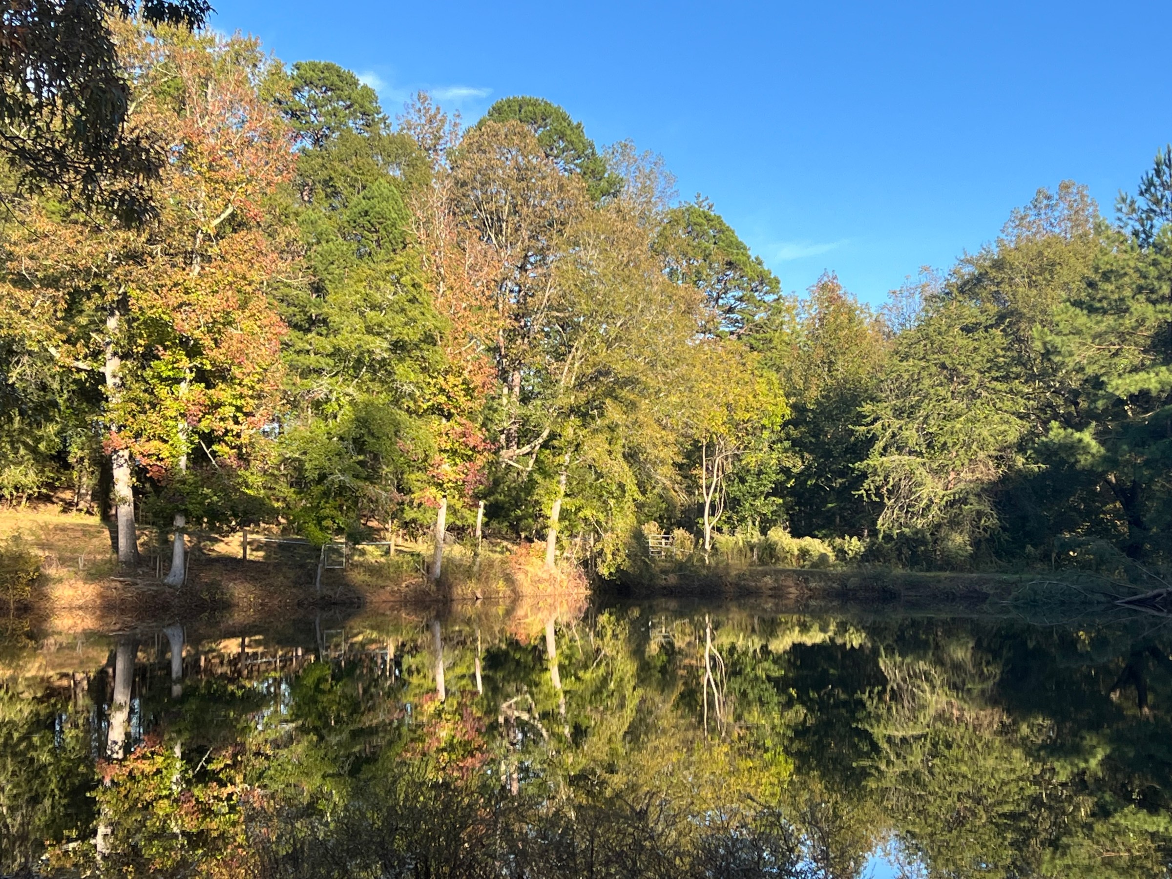 fall leaves around a pond with blue skies